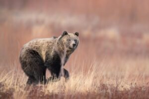 Think your dog makes you safer in bear country? The data says otherwise.