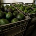 US suspends avocado inspections in Mexican state on Michoacan due to threat
