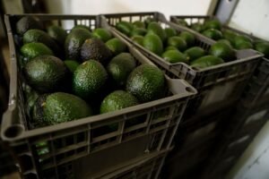US suspends avocado inspections in Mexican state on Michoacan due to threat