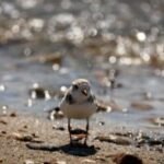 These are the Mass. beaches closed for swimming as next potential heat wave moves in