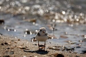 These are the Mass. beaches closed for swimming as next potential heat wave moves in