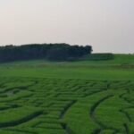 After jokes on GBH, state senator says agritourism like corn mazes are serious business
