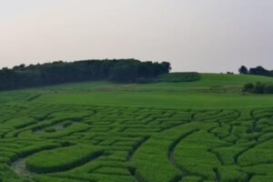 After jokes on GBH, state senator says agritourism like corn mazes are serious business