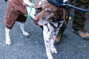 Oktoberfest Already? Here’s Where to Go In and Around Portland.